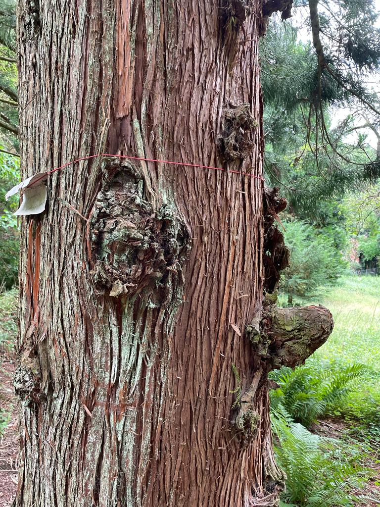 Die japanische Sicheltanne – Cryptomeria japonica / Der heilige Tempelbaum